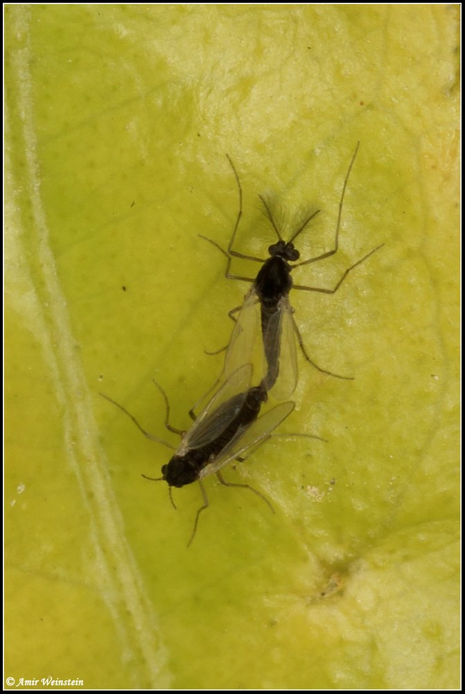 Chironomidae d''Israele